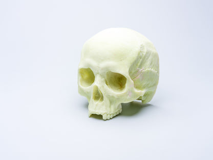 Skull Candle (Without Mandible)