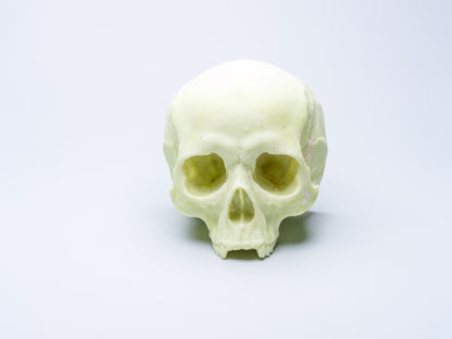 Skull Candle (Without Mandible)