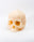 Skull Candle (Without Mandible)