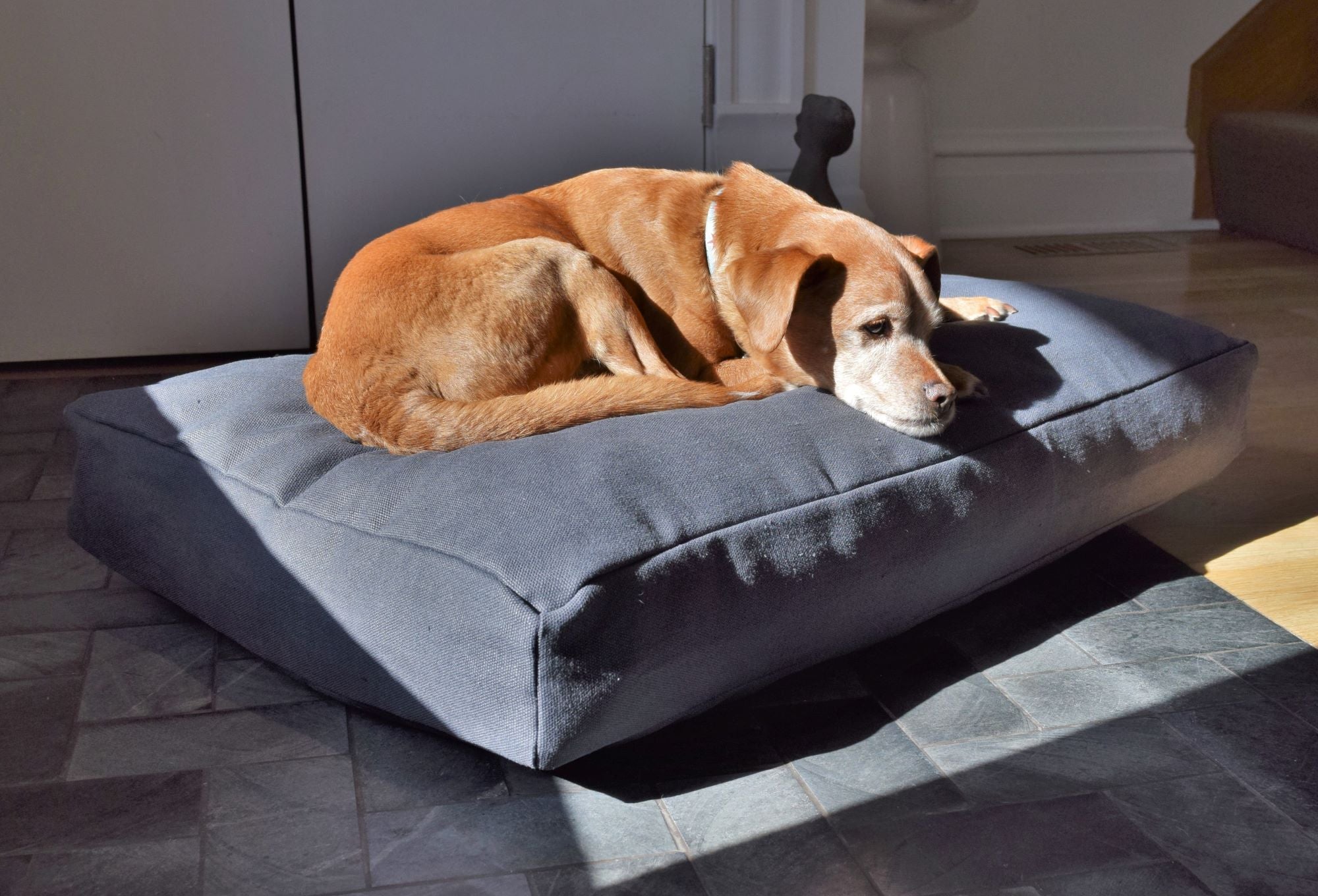Hemp Dog Bed – Organic Latex Foam for Mindful Pets